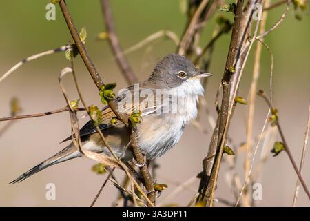 Le roat blanc commun ou le roat blanc supérieur (Curruca communis) Banque D'Images