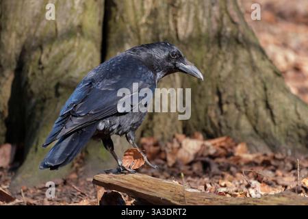 Rabenkrähe Corvus corone aus der Familie der Rabenvögel Corvidaeam Decksteiner Weiher in Köln *** Corvus corone de la famille des corvidés Corvidae in the Flora in Cologne Nordrhein-Westfalen Deutschland, Germany GMS18776 Banque D'Images