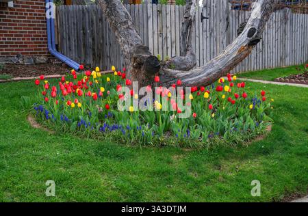 Des tulipes colorées plantées autour du tronc d'un arbre illuminent un jour de printemps au mois d'avril dans le Colorado. Banque D'Images