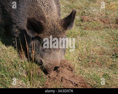 sanglier semé adulte marchant dans le champ Banque D'Images