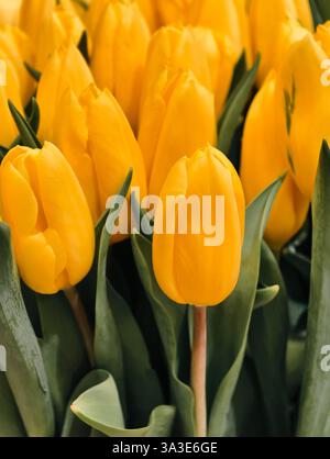 Tulipes jaunes vibrantes en pleine floraison avec des feuilles vertes – fleurs de printemps, fond floral, beauté de la nature, jardin fleuri, pétales lumineux, fleurs saisonnières et bouquet de tulipes fraîches Banque D'Images