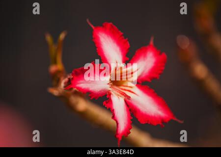 Impala Lily Adenium multiflorum 16539 Banque D'Images