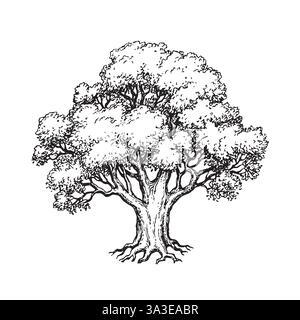 Croquis à l'encre d'un chêne. Illustration vectorielle dessinée à la main isolée sur fond blanc. Style rétro. Illustration de Vecteur