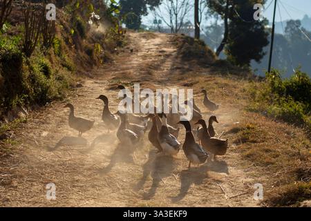 Un troupeau de canards marchant le long d'un chemin rural poussiéreux dans la lumière chaude du soleil doré, créant une scène de campagne paisible. Banque D'Images