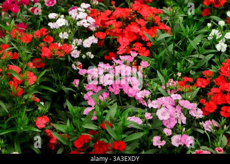 Clou de girofle turc ou Dianthus barbatus. Herbacé pérenne cultivé dans une culture biennale. Il y a beaucoup de petites fleurs rouges sur une longue tige verte. Le pétale Banque D'Images