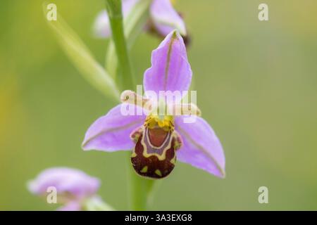 Orchidée d'abeille (Ophrys apifera) une fleur Banque D'Images