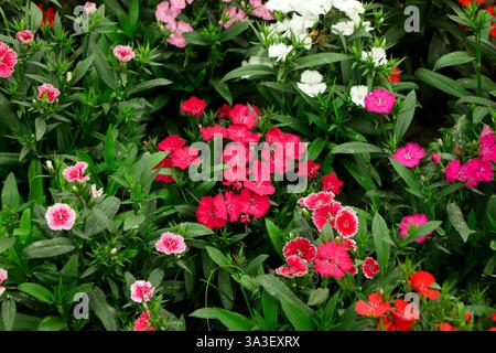Clou de girofle turc ou Dianthus barbatus. Herbacé pérenne cultivé dans une culture biennale. Il y a beaucoup de petites fleurs rouges sur une longue tige verte. Le pétale Banque D'Images
