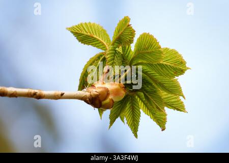 beaucoup de petites feuilles se déploient d'un bourgeon d'un châtaignier au début du printemps Banque D'Images