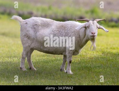 Chèvre d'angora enceinte pâturant dans le champ. Morgan Hill, comté de Santa Clara, Californie. Banque D'Images