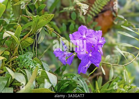 Orchidée bleue (Vanda coerulea), en gros plan. vue de la fleur. sur fond sombre. Horizontalement. Banque D'Images