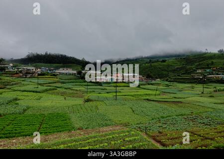 Plantations de thé et fermes fertiles sur la piste Pekoe, Nuwara Eliya, Sri Lanka Banque D'Images