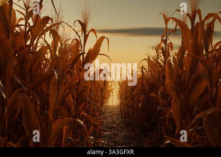 rendu 3d du chemin entre deux champs de maïs fanés dans la lumière du soleil du soir Banque D'Images