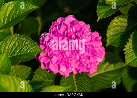 Fleur d'hortensia rose éclatante au milieu de feuilles vertes luxuriantes Banque D'Images