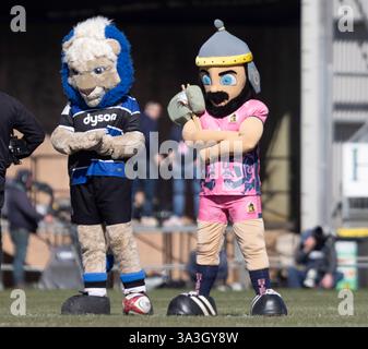 Exeter, Devon, Royaume-Uni. 16 mars 2025. Exeter Chiefs v Bath Rugby semi final premier Cup Sandy Park Exeter Sunday16,March,2025Sandy Park ,Copyright Martin Edwards tous droits réservés. Image protégée par les lois internationales sur les droits d'auteur crédit : Martin Edwards/Alamy Live News Banque D'Images