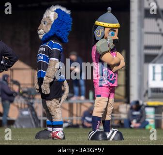 Exeter, Devon, Royaume-Uni. 16 mars 2025. Exeter Chiefs v Bath Rugby semi final premier Cup Sandy Park Exeter Sunday16,March,2025Sandy Park ,Copyright Martin Edwards tous droits réservés. Image protégée par les lois internationales sur les droits d'auteur crédit : Martin Edwards/Alamy Live News Banque D'Images