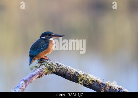 Femelle Kingfisher, Alcedo Athis, perché sur une branche Banque D'Images