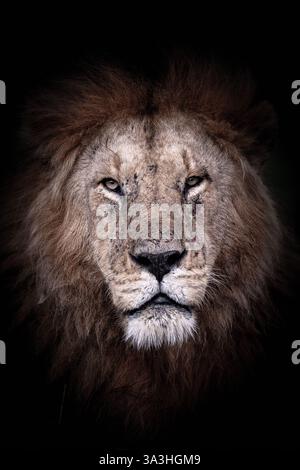Lion africain, panthera leo dans le Masai Mara, Kenya. Ce mâle mûr a des cicatrices d'un combat. Gros plan de la face isolée sur noir. Banque D'Images