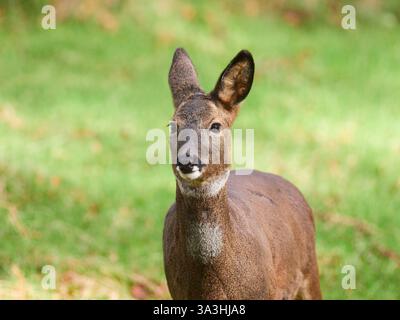 Chevreuil (Capreolus capreolus) dans la forêt, Inverness-shire, Highlands écossais, Royaume-Uni Banque D'Images
