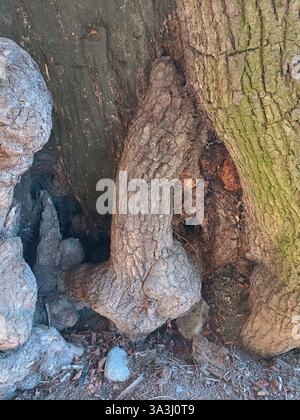 France Savoie Maurienne Saint-Colomban-des-Villards : arbre très ancien dont l'intérieur a une partie en forme de sexe masculin Banque D'Images