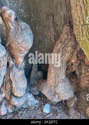 France Savoie Maurienne Saint-Colomban-des-Villards : arbre très ancien dont l'intérieur a une partie en forme de sexe masculin Banque D'Images