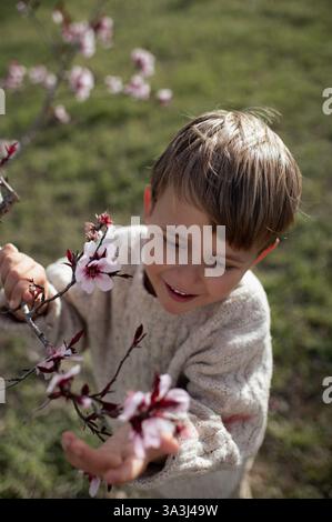 Un garçon est assis sous un amandier en fleurs, cueillant des amandes fraîches et les tenant dans ses mains. Banque D'Images