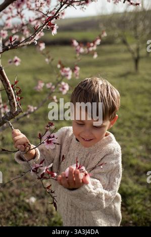 Un garçon est assis sous un amandier en fleurs, cueillant des amandes fraîches et les tenant dans ses mains. Banque D'Images