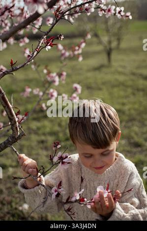 Un garçon est assis sous un amandier en fleurs, cueillant des amandes fraîches et les tenant dans ses mains. Banque D'Images
