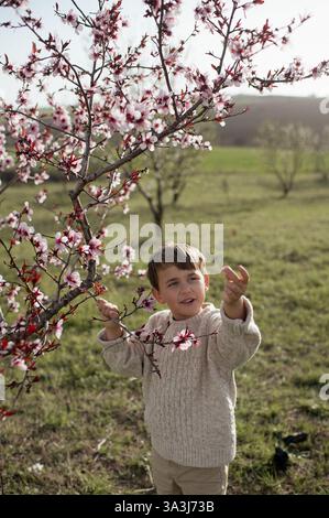 Un garçon est assis sous un amandier en fleurs, cueillant des amandes fraîches et les tenant dans ses mains. Banque D'Images
