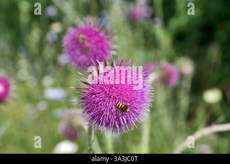 abeille collectant le pollen sur la fleur de chardon Banque D'Images
