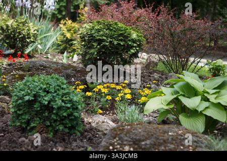 Jardin de printemps, dans lequel diverses plantes vertes et fleurs à fleurs sont plantées Banque D'Images