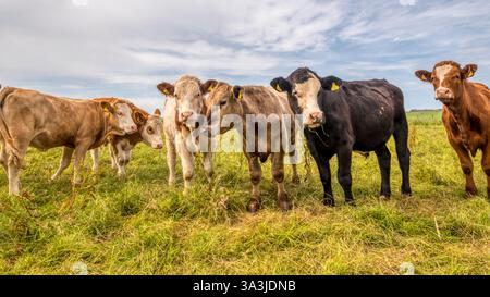 Bétail Inquisitve dans un champ sur Orkney Mainland. Banque D'Images