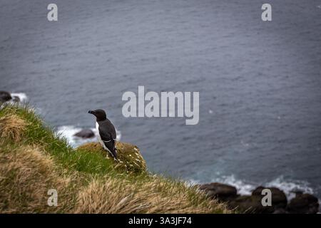 Oiseau de mer unique Razorbill (ALCA torda islandica) nichant sur les falaises herbeuses de Latrabjarg en Islande avec les eaux de l'océan Atlantique en arrière-plan. Banque D'Images