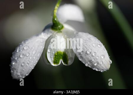 Gros plan d'une fleur d'une goutte de neige blanche en fleurs, qui est couverte de gouttes de rosée le matin. Banque D'Images