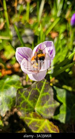 L'adorable bourdon, recouvert de pollen de fleur jaune, se trouve à l'intérieur d'un crocus blanc avec des bandes violettes. Joli bourdon. Banque D'Images