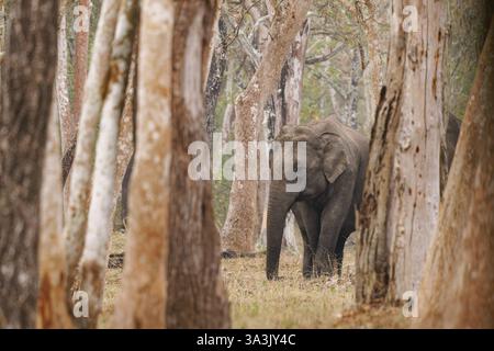 Éléphant d'Asie - Elephas maximus dans la forêt indienne, également appelé éléphant d'Asie, seule espèce vivante des éléphas, distribuée de l'Inde, à ne Banque D'Images