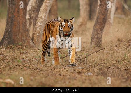 Mâle Tigre du Bengale - Panthera tigre tigre le plus grand chat à mâchoires ouvertes à l'état sauvage dans la jungle indienne dans la réserve de tigres de Nagarhole, chasse prédateur dans le Banque D'Images