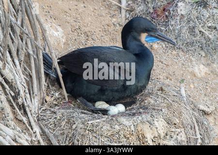 Cormoran de Brandt, Urile penicillatus, un seul adulte incubant des œufs sur le nid de falaise, la Jolla, San Diego, Californie, États-Unis Banque D'Images
