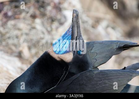 Cormoran de Brandt, Urile penicillatus, adulte seul dans la gorge exposée au nid de falaise, la Jolla, San Diego, Californie, États-Unis Banque D'Images