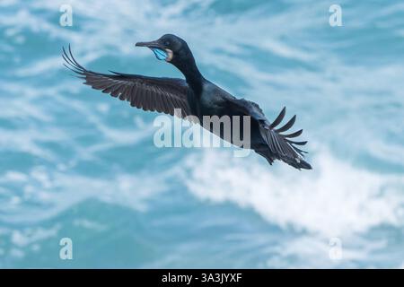Cormoran de Brandt, Urile penicillatus, débarquant seul adulte au nid de falaise, la Jolla, San Diego, Californie, États-Unis Banque D'Images