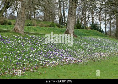 Crocus dans Cliffe Castle Park, Keighley, West Yorkshire Banque D'Images