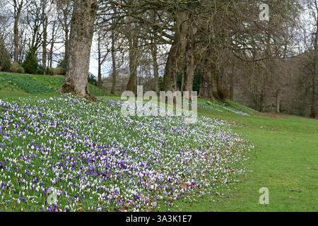 Crocus dans Cliffe Castle Park, Keighley, West Yorkshire Banque D'Images