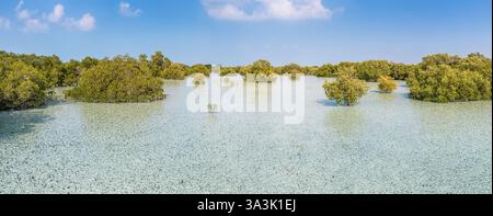 Vue aérienne d'une forêt de mangroves pittoresque reflétant dans les eaux tropicales turquoises peu profondes sous le ciel bleu Banque D'Images