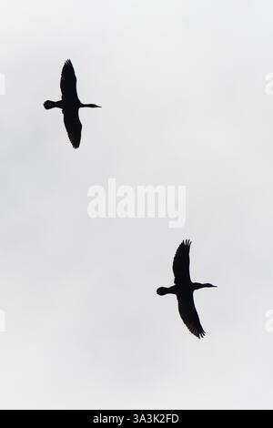 Troupeau d'oiseaux volant dans le ciel. Silhouettes d'oiseaux visibles. Phalacrocorax carbo aka Grand cormoran. Banque D'Images