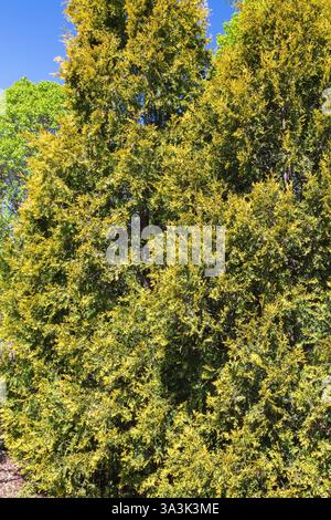 Thuja occidentalis 'Europe Gold' - Cèdres blancs de l'Est au printemps. Banque D'Images