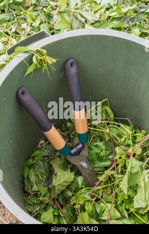 Cisailles de jardin en pile de feuilles d'arbres feuillus taillées et Vitis - vignes à l'intérieur de la moitié remplie bac de collecte. Banque D'Images