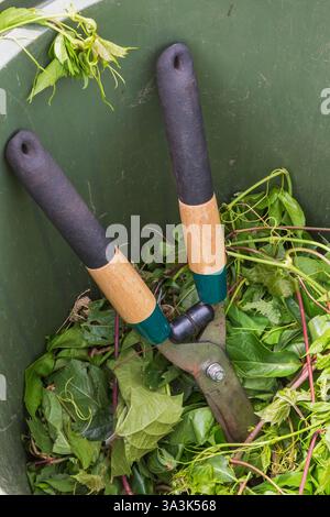 Cisailles de jardin en pile de feuilles d'arbres feuillus taillées et Vitis - vignes à l'intérieur de la moitié remplie bac de collecte. Banque D'Images