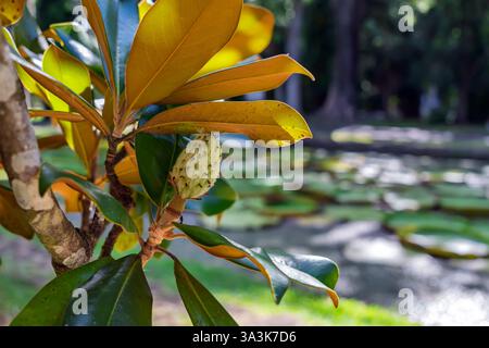 Gousse de graines de magnolia du Sud et feuilles dans le jardin. Feuillage de magnolia vert et or avec de jeunes fruits Banque D'Images