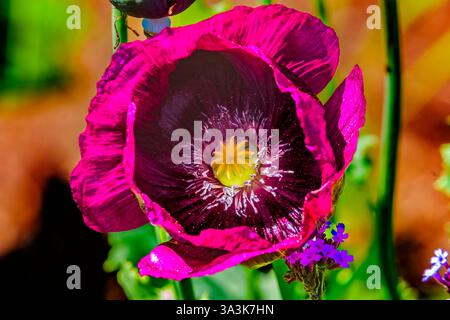 Violet Plum Plum opium Poppy Lauren's Grape Flower Papaver somniferum Bellevue Botanical Garden Washington Banque D'Images