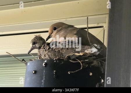Une colombe en deuil et un bébé niché se reposent dans la sécurité de leur nid construit sur la lumière du porche d'une maison. Banque D'Images