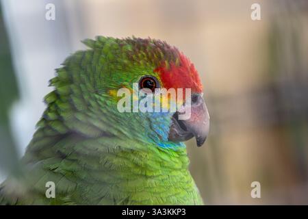L'Amazonie à sourcils rouges, un perroquet rare des forêts atlantiques du Brésil, mange des fruits, des graines et des fleurs. Photo prise en captivité pour conservation. Banque D'Images